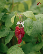 Sabonete Cacho Morango - 250g